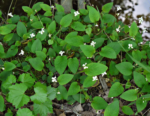 image of Viola primulifolia, Primrose-leaf Violet