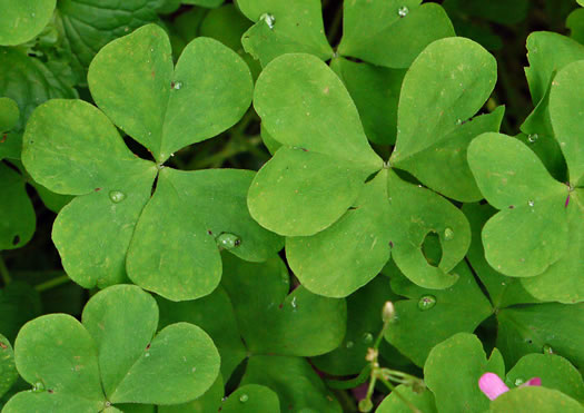 image of Oxalis articulata, Windowbox Wood-sorrel