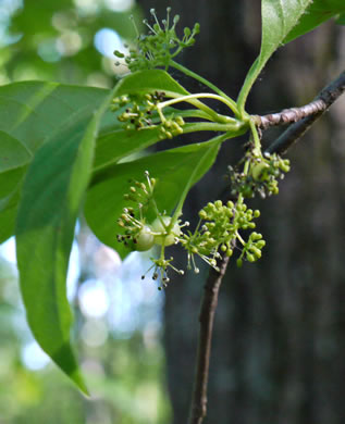 image of Nyssa sylvatica, Blackgum, Black Tupelo, Sour Gum