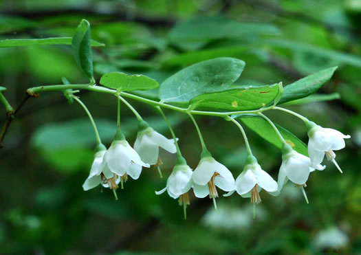 image of Vaccinium stamineum var. 2, Appalachian Deerberry