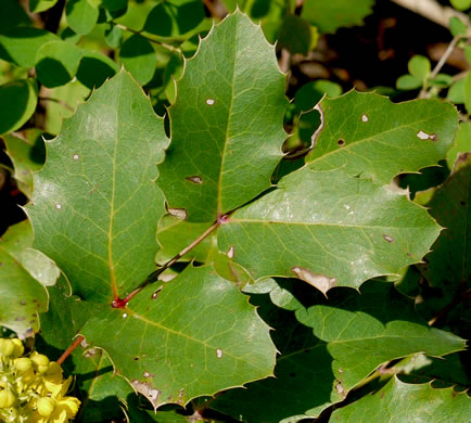 image of Mahonia repens, Creeping Oregon-grape