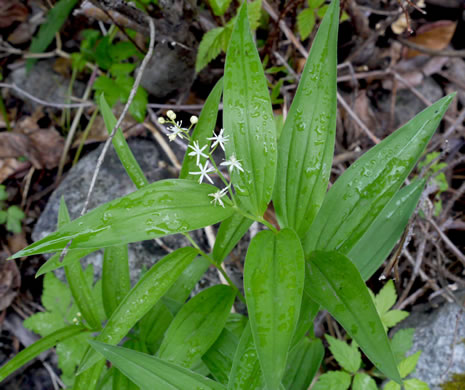 image of Maianthemum stellatum, Starry Solomon's Plume, Starflower, Starry Solomon's Seal