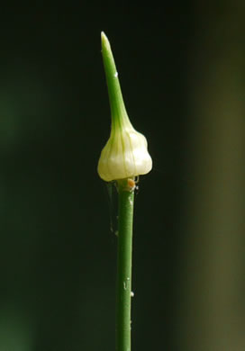 image of Allium vineale, Field Garlic, Wild Onion, Onion-grass, Crow Garlic