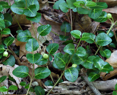 image of Mitchella repens, Partridgeberry, Twinflower