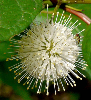 image of Cephalanthus occidentalis, Buttonbush