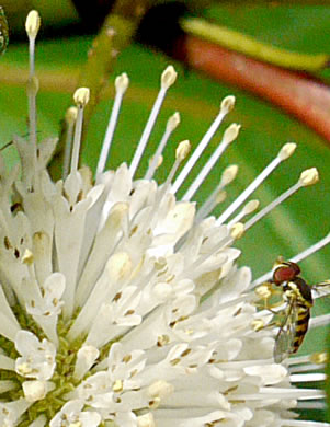 image of Cephalanthus occidentalis, Buttonbush