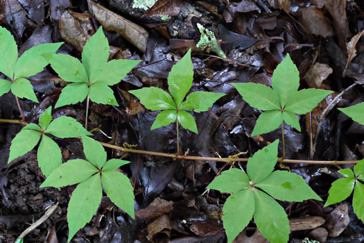 image of Parthenocissus quinquefolia, Virginia Creeper