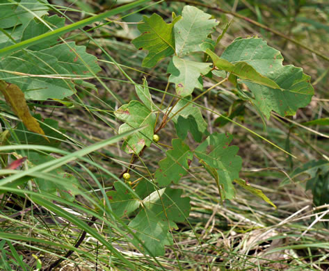 image of Toxicodendron pubescens, Poison Oak, Southeastern Poison Oak