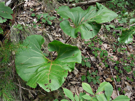 image of Silphium reniforme, Ragged Rosinweed, Kidneyleaf Rosinweed