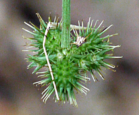 Sanicula smallii, Small's Sanicle, Southern Sanicle, Small's Black-snakeroot