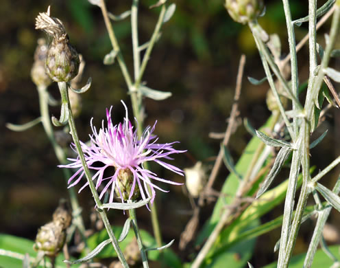 image of Centaurea stoebe ssp. micranthos, Spotted Knapweed, Bushy Knapweed