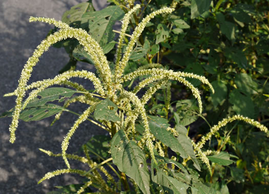 image of Amaranthus hybridus ssp. hybridus, Smooth Pigweed, Smooth Amaranth, Green Amaranth, Slim Amaranth