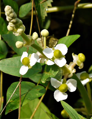 image of Sagittaria latifolia +, Broadleaf Arrowhead, Duck Potato, Common Arrowhead