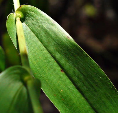 image of Dichanthelium clandestinum, Deer-tongue Witchgrass