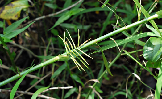 spikelet