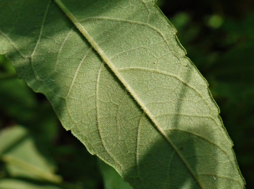 image of Helianthus resinosus, Hairy Sunflower, Resinous Sunflower, Gray Sunflower, Resindot Sunflower