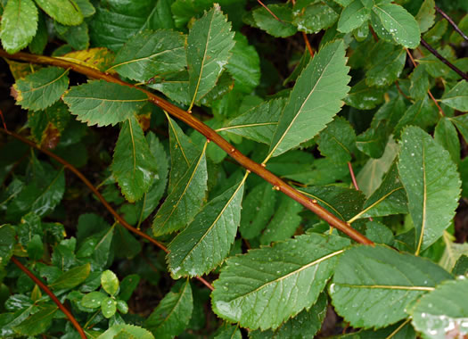 image of Spiraea latifolia, Broadleaf Meadowsweet