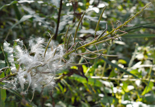 Chamaenerion angustifolium ssp. circumvagum, Great Willowherb, Fireweed