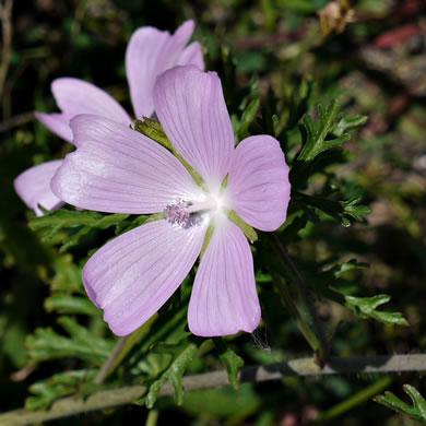 image of Malva moschata, Marsh Mallow, Musk Mallow, Rose Mallow