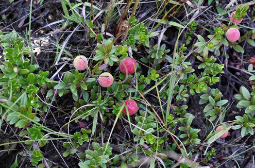 image of Vaccinium macrocarpon, Cranberry, Large Cranberry