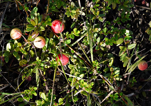 image of Vaccinium macrocarpon, Cranberry, Large Cranberry