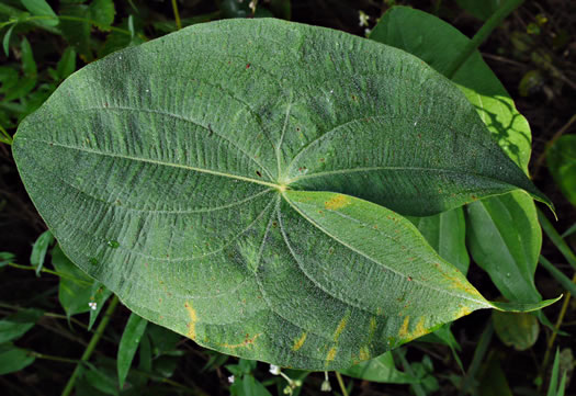 Sagittaria latifolia +, Broadleaf Arrowhead, Duck Potato, Common Arrowhead