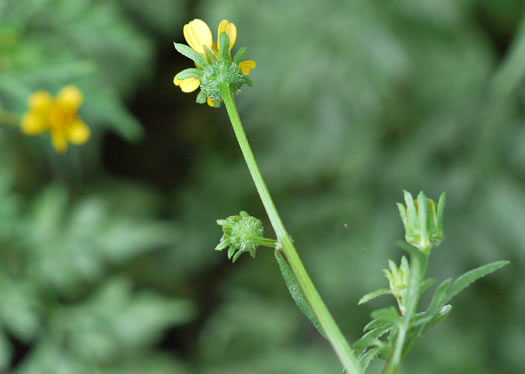 image of Bidens bipinnata, Spanish Needles