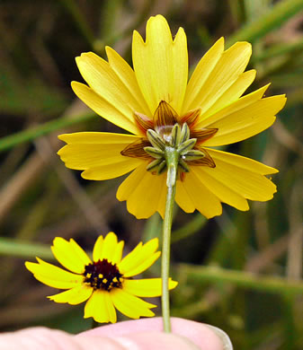 Coreopsis gladiata, Swamp Coreopsis, Swamp Tickseed, Seepage Coreopsis, Coastal Plain Tickseed