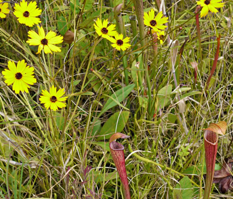 image of Coreopsis gladiata, Swamp Coreopsis, Swamp Tickseed, Seepage Coreopsis, Coastal Plain Tickseed