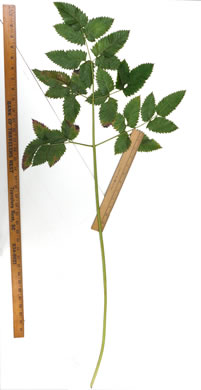 image of Cicuta maculata var. maculata, Water-hemlock, Spotted Cowbane