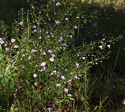 image of Agalinis tenuifolia, Common Gerardia, Slenderleaf Agalinis, Slender False Foxglove, Slender Gerardia