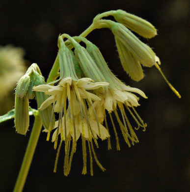 image of Nabalus serpentaria, Lion's-foot Rattlesnake-root, Gall-of-the-Earth