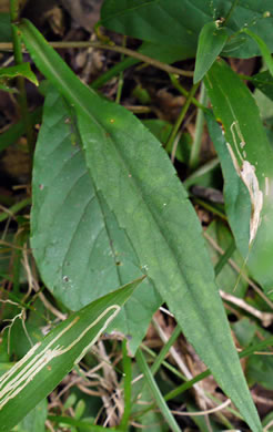 image of Symphyotrichum retroflexum, Curtis's Aster, Rigid Whitetop Aster