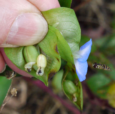 image of Commelina communis, Asiatic Dayflower, Common Dayflower