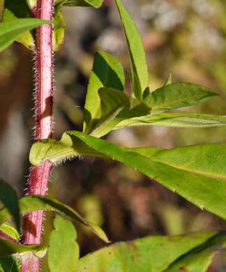 image of Symphyotrichum puniceum var. puniceum, Purplestem Aster, Swamp Aster