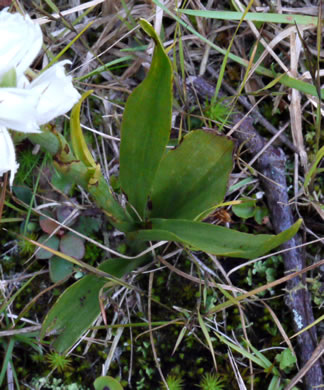 image of Spiranthes ochroleuca, Yellow Ladies'-tresses, Yellow Nodding Ladies'-tresses