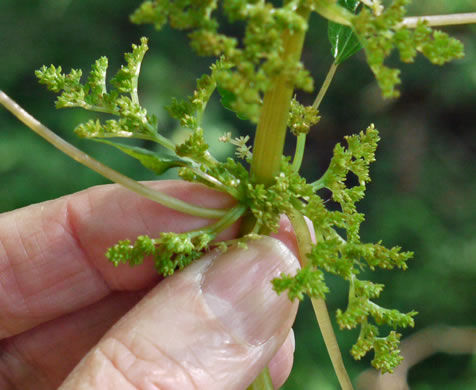 image of Pilea pumila, Greenfruit Clearweed, Richweed, Coolwort, Canadian Clearweed