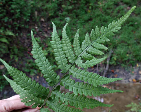 image of Deparia acrostichoides, Silvery Glade Fern, Silvery Spleenwort