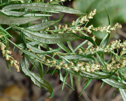 image of Artemisia vulgaris, Mugwort, Felon Herb