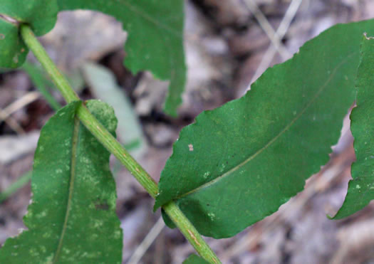 image of Symphyotrichum undulatum, Wavyleaf Aster