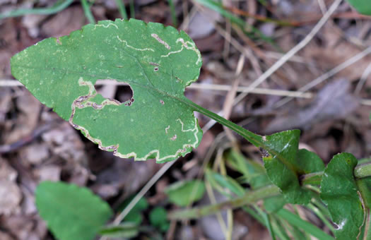 image of Symphyotrichum undulatum, Wavyleaf Aster