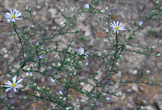 image of Symphyotrichum undulatum, Wavyleaf Aster