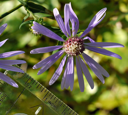 image of Symphyotrichum retroflexum, Curtis's Aster, Rigid Whitetop Aster