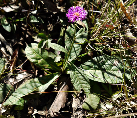 image of Vernonia acaulis, Stemless Ironweed, Carolina Ironweed, Flatwoods Ironweed