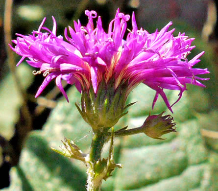 image of Vernonia acaulis, Stemless Ironweed, Carolina Ironweed, Flatwoods Ironweed