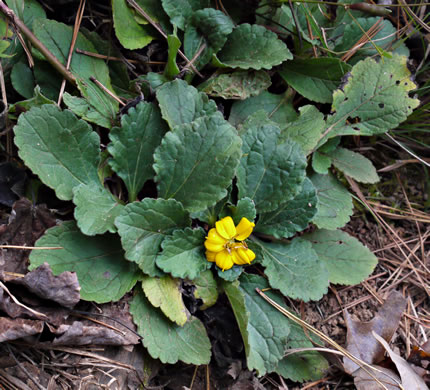 image of Chrysogonum repens, Carolina Green-and-gold