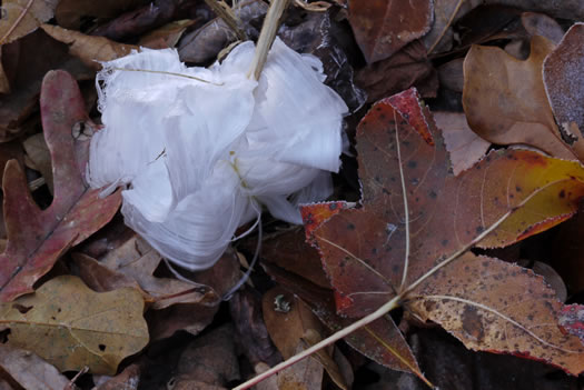 image of Verbesina virginica var. virginica, White Crownbeard, Common Frostweed, White Wingstem, Virginia Wingstem