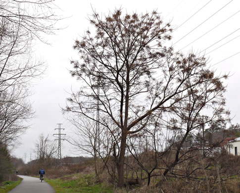 image of Melia azedarach, Chinaberry, Pride-of-India