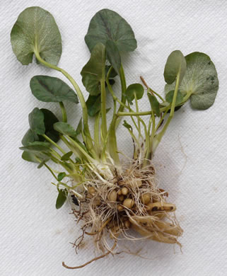 image of Ficaria verna ssp. ficariiformis, Fig Buttercup, Lesser Celandine, Pilewort