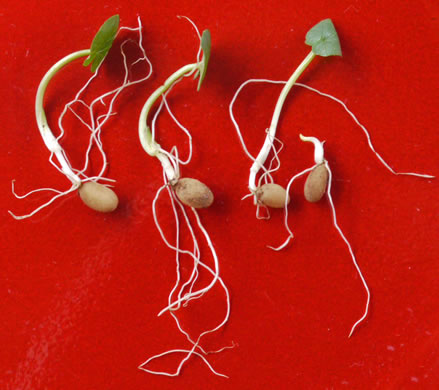 image of Ficaria verna ssp. ficariiformis, Fig Buttercup, Lesser Celandine, Pilewort